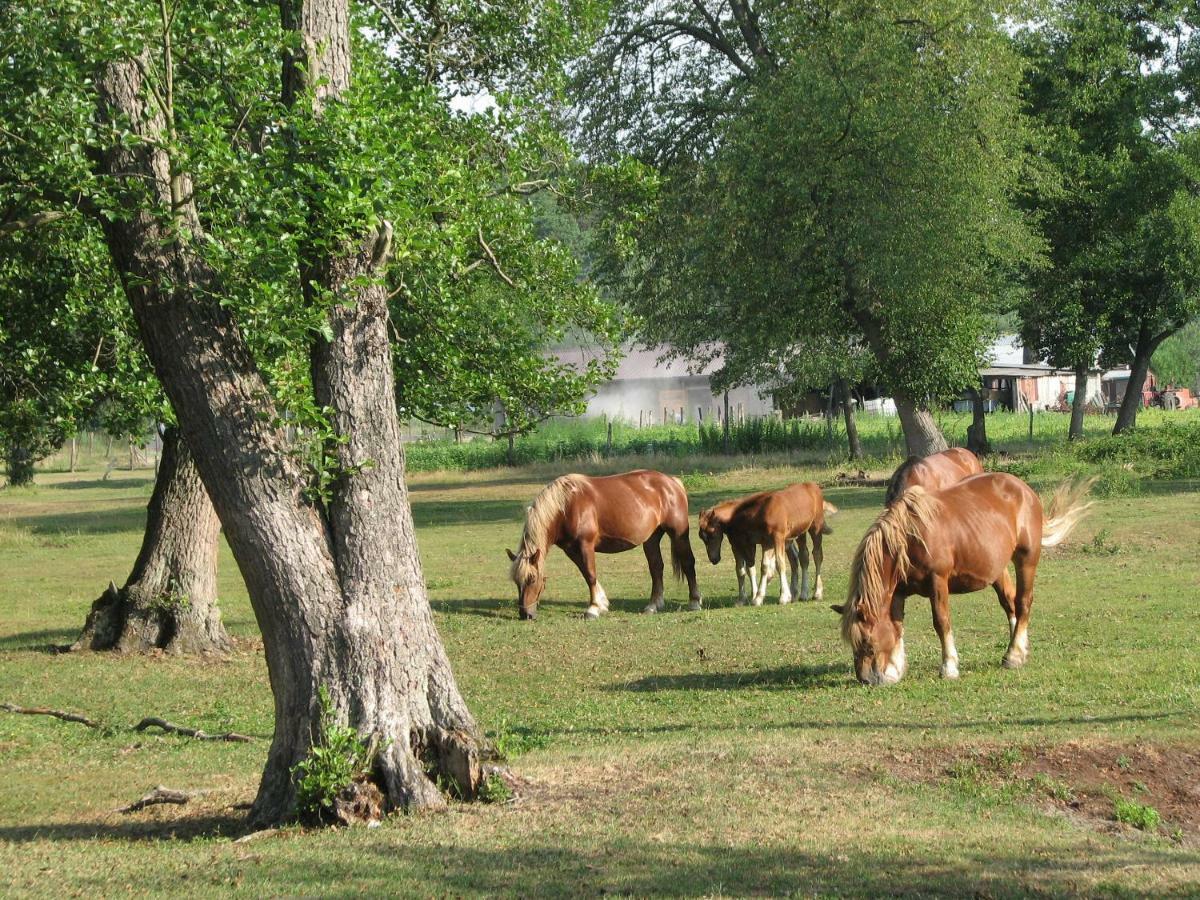 Villa Strefa Kampinos Brochów Esterno foto